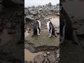 Heartwarming Love & Affection of Penguins 🐧 | Beautiful Nature Moment #shorts #penguin