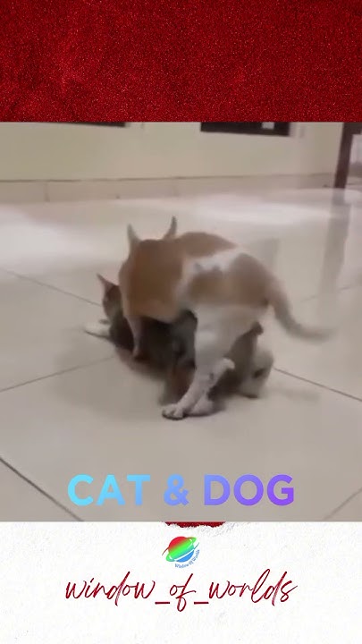 Perkawinan Silang Kucing Dan Anjing #shorts - YouTube