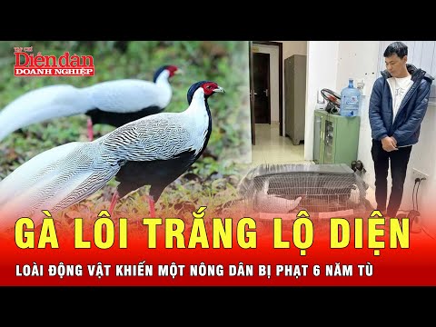 Video Gà lôi trắng có gì đặc biệt mà khiến một nông dân ở Quảng Trị bị phạt 6 năm tù? | Tin tức 24h - youtube