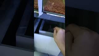 Ada Tengkorak Mia Di Toko Ku?