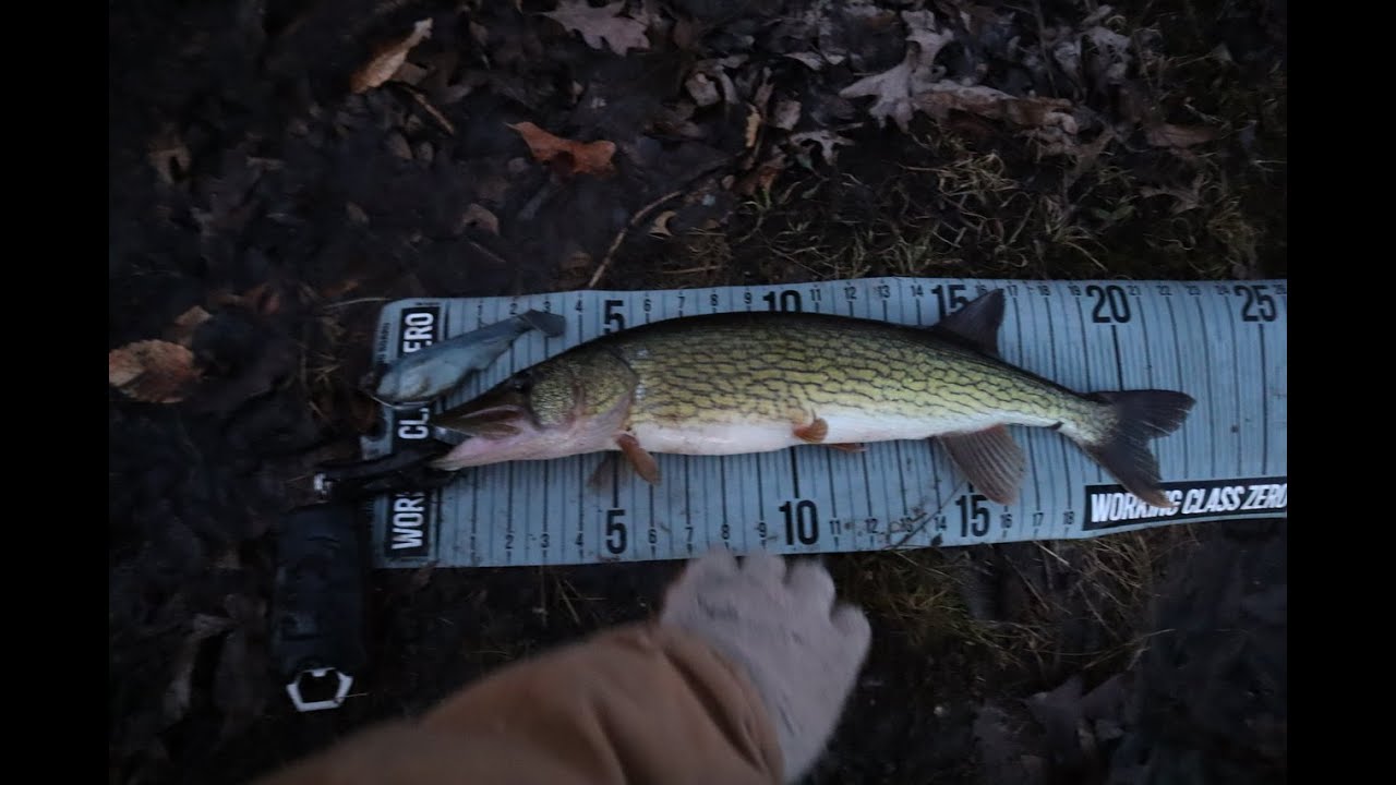WCZ CITIZEN 6 BEE MEADOW POND, NJ PICKEREL YouTube