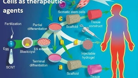 Tissue Engineering, Module 1,  Cells as therapeutic agents #vtu #tissueengineering #vtuexams #vlog