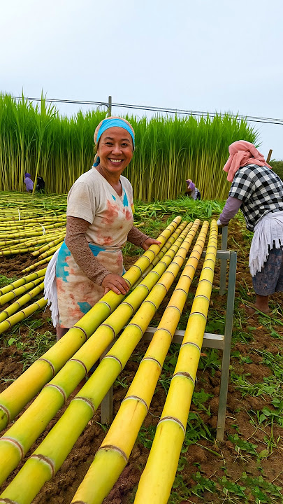This Country Runs on Sugarcane