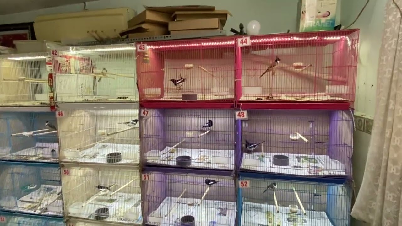 Lựa đi ae ơi zalo 0908243495 Khanh Nguyen