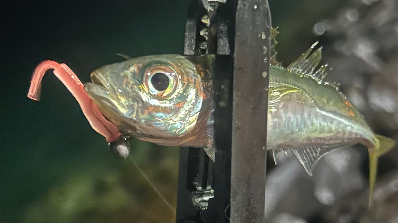 LRF İSTAVRİT AVI ÇANAKKALE