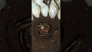 orang kaya mati orang miskin mati versi kaki seribu #shorts