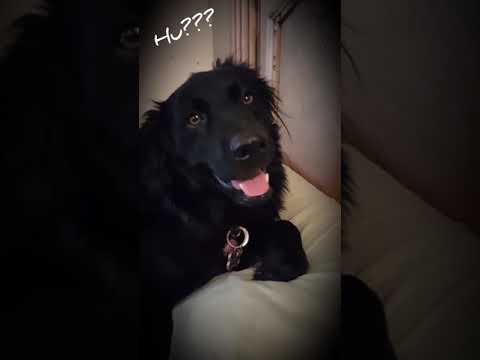 border collie flat coat retriever mix