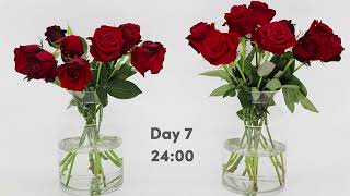 Time Lapse - Freedom Roses & FloraLife® Express Flower Food