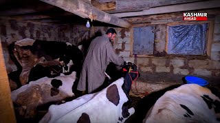 Kashmiri Youth Blossoms into Entrepreneur with PMEGP | A Dairy Farming Success Story in Budgam