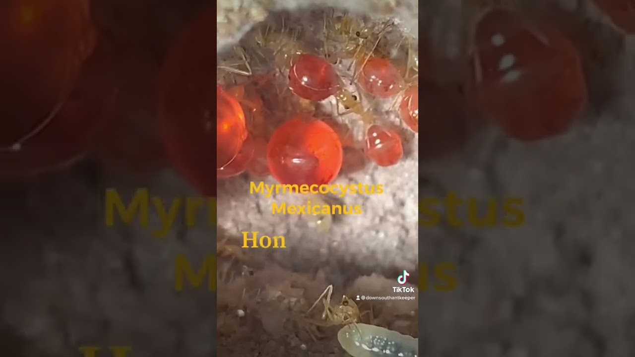 Honey pot ants(myrmecocystus mexicanus)