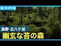 癒やし旅（長野・北八ケ岳）　幽玄なるコケのじゅうたん