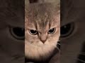 CAT Fight reels 🐱 #reels #motivation #shortvideo #youtubeshorts #youtube #status #storytime