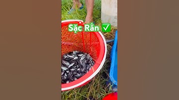✅ Giống Cá Sặc Rằn Miền Tây #traicagiong Hồng Ngự (Đồng Tháp) 0368007676 #giathuysan @thuysanwork
