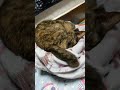ゴミ箱の上で半目で寝るべっ甲(サビ)猫1歳