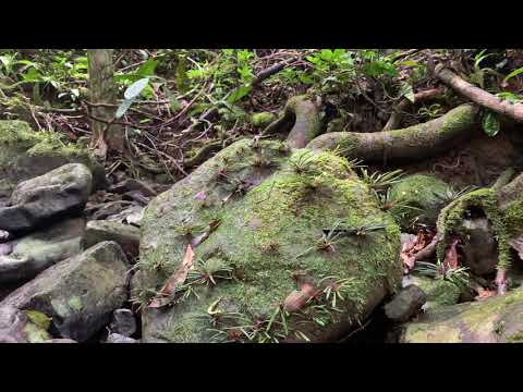 【4K】Bucephalandra filiformis and Teratophyllum aculeatum grow in Apa Bu River, Borneo @ブセファランドラ