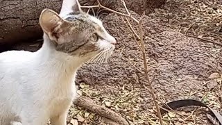 #cute #pets #dog #cat #kitten #jump #love #play #relaxing #viral #video#animals#youtube#trending#diy