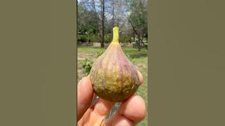 Dark Greek Peloponnisos #fig #garden #gardening #fig #farming #love #nature #texas #growyourownfood