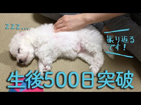 最高のおもしろ ビション フリーゼ イラスト 動物ゾーン 最高のおもしろ ビション フリーゼ イラスト 動物ゾーン