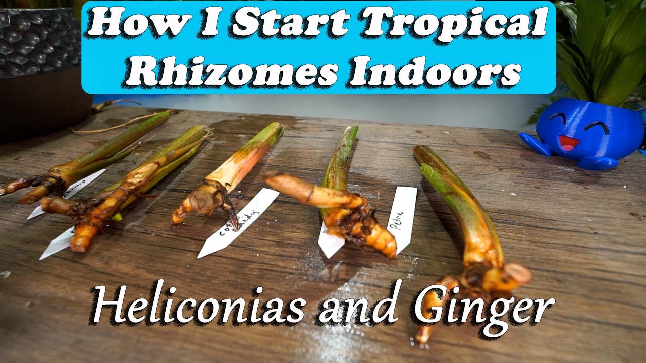 Starting Tropical Plant Rhizomes Indoors || Heliconias and Gingers