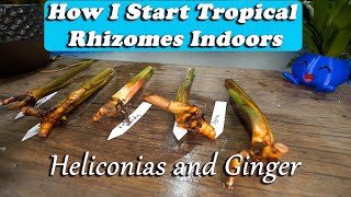 Starting Tropical Plant Rhizomes Indoors || Heliconias and Gingers screenshot 5