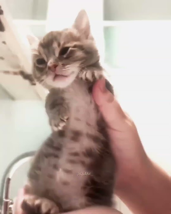 Swerve on a dip 🐱🕺#tyladance #cat #edit #dance #fypシ゚viral #smooth #viralvideo