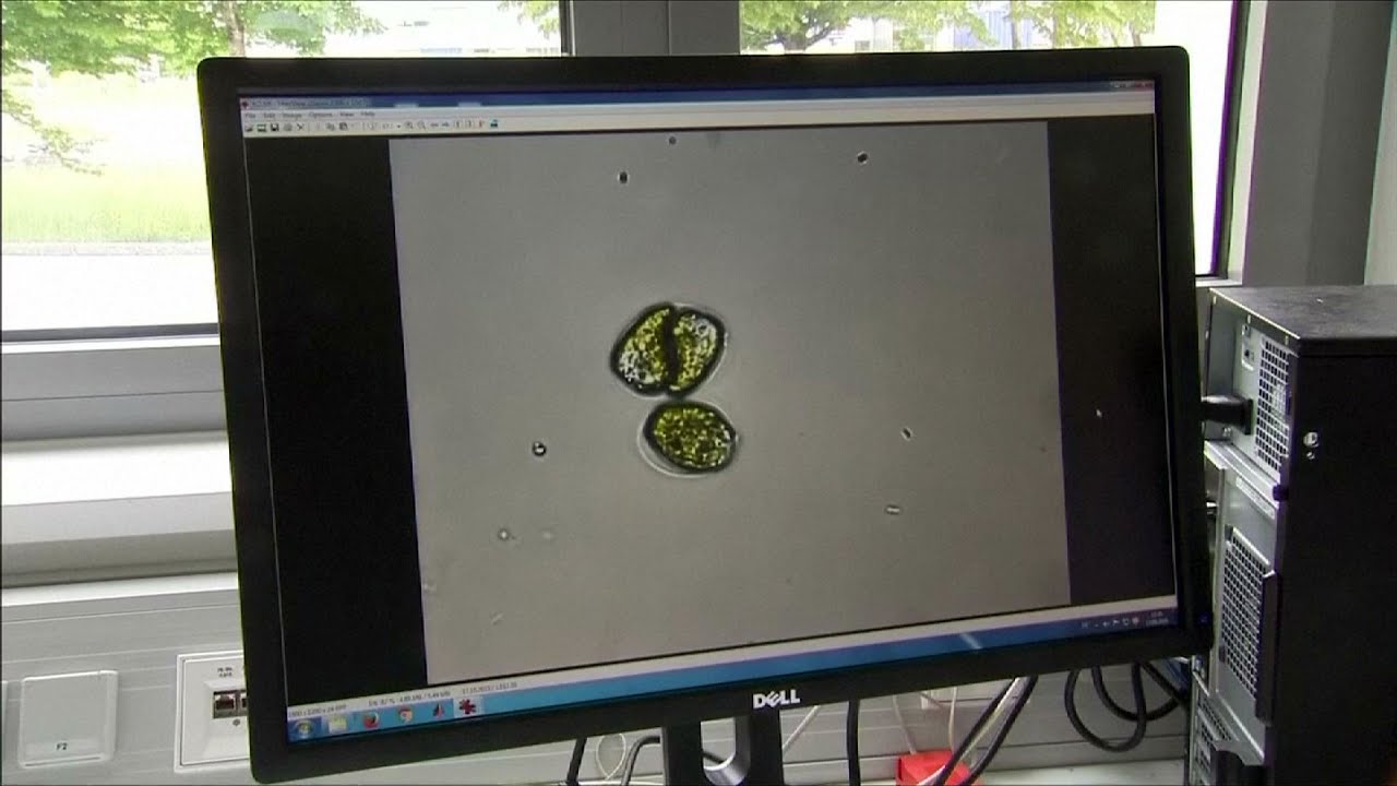 Airbus Looks To Algae Jet Fuel Future YouTube