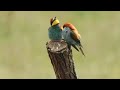 Bea-eaters,Merops apiaster,Bijeneters