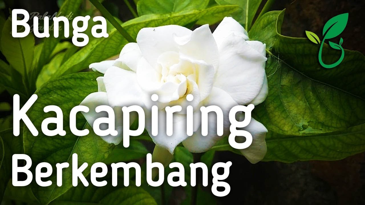 Tahap Perkembangan Bunga  Harum Kacapiring Ceplok  Piring  