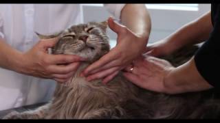 Imagefilm, Tierarzt, Tierarztpraxis, Kleintierpraxis Rabeling, Heppenheim