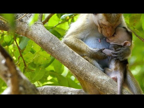 Video: Ar makaka yra beždžionė?
