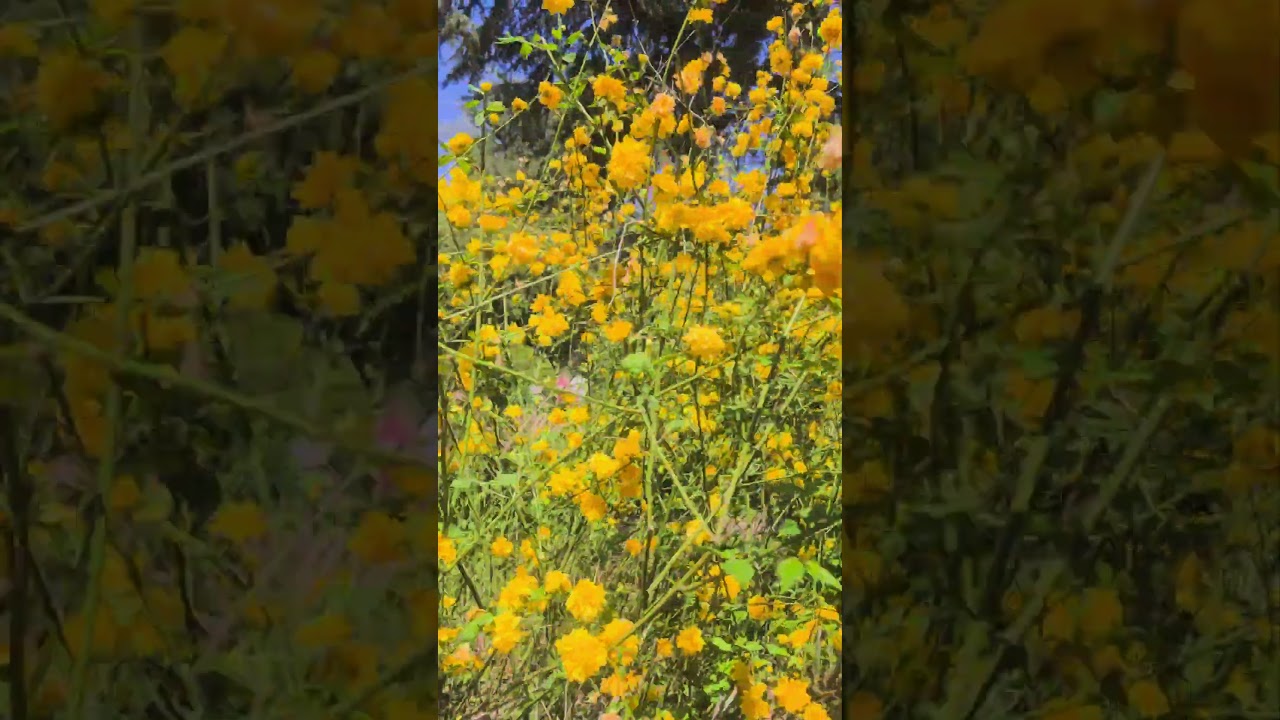 🌺🌺🌺 Керрия‼️🌺🌺🌺