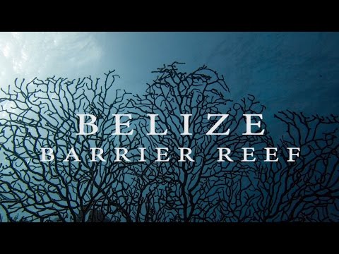 Video: Belize Barrier Reef Ei Ole Enää Uhanalainen