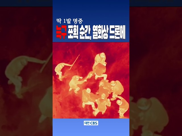 열화상 드론에 잡힌 늑구 포획 작전[컷!노컷잇슈]