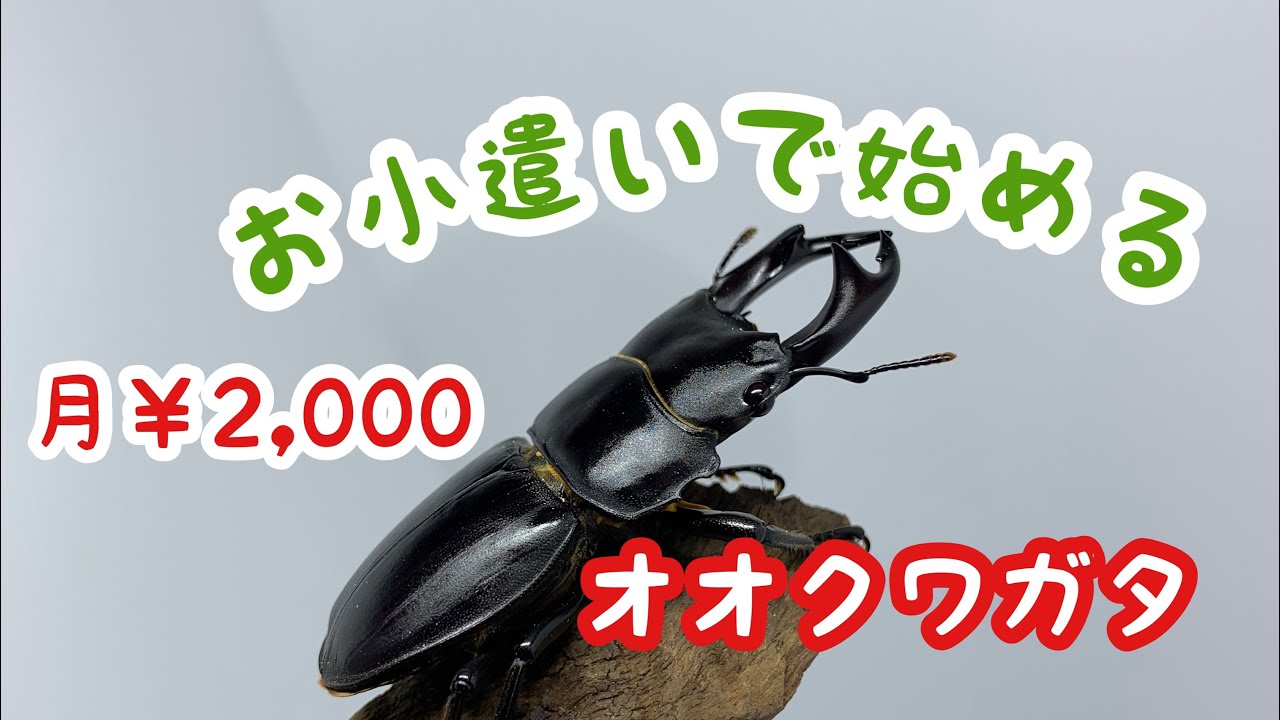 オオクワガタ・阿古谷】月々2000円で始めるオオクワガタ part1 - YouTube オオクワガタ・阿古谷】月々2000円で始めるオオクワガタ part1 - YouTube