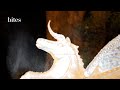 【明治神宮】 真冬に現れる氷の芸術｜世界一透明な氷の彫刻を巡る旅 / Midwinter Ice Art | Exploring the World’s Clearest Ice Sculptures