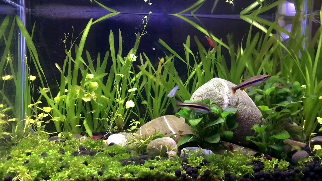 設缸半年自然生態水草缸初體驗 無過濾 無co2 中量微泡 放鬆 舒壓 Youtube
