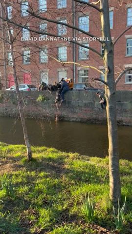 Good Samaritans ban together to rescue dog stranded in canal
