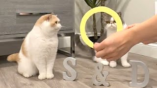 Cat Shrinking Circle Trick by Snoopy and Doby 1,220 views 1 year ago 42 seconds