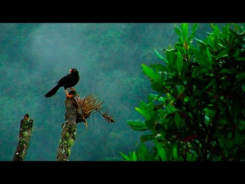 Species of Cloud Forests-TvAgro 기준 Juan Gonzalo Angel