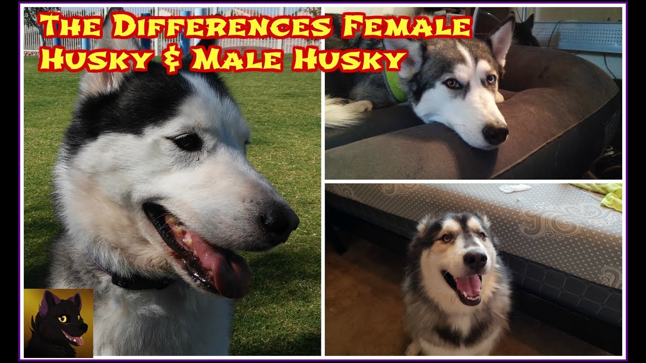 The Differences Female Husky & Male Husky YouTube