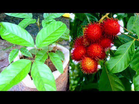 How to Grow Rambutan Tree from Seed / Rambutan Tree growing / Beautiful Rambutan fruit grow in home