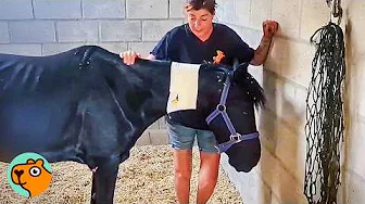 Abandoned Horse Gets Back On His Feet And Runs Again | 5 Best Stories