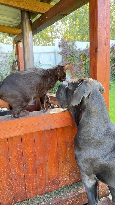 Несправедливо, что кошкам всё можно ☺️ #канекорсо #canecorsolove # ...
