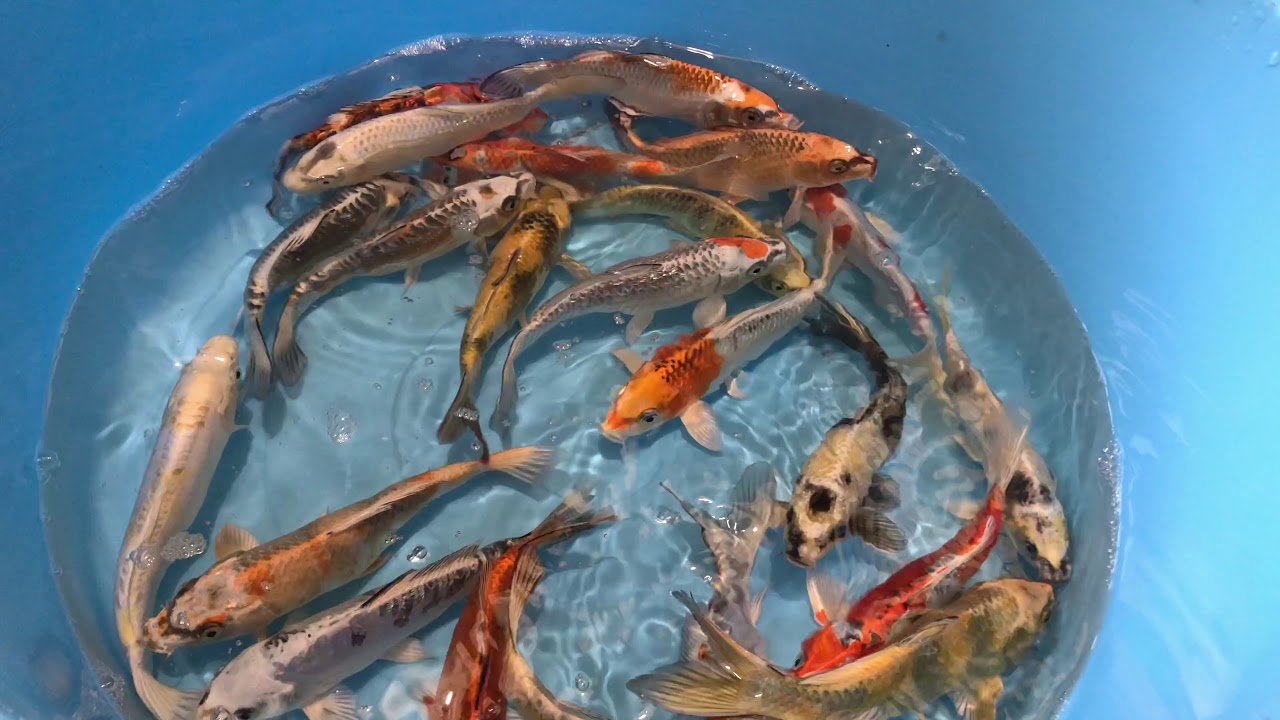 Koi Metallic Mix 20-25 cm