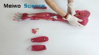 Dissection of Upper Limb Soft Silicone Anatomy Model screenshot 5