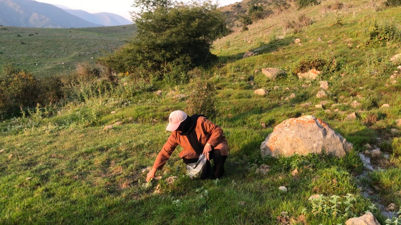 Village Life Daily | Harvesting Wild Mint Puneh (Pitenak)