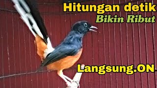 Pancingan Murai batu Hitungan detik Bikin ribut Pasti Langsung ON