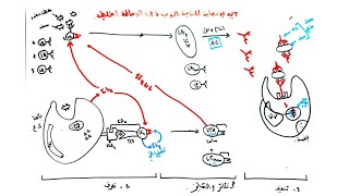 شرح المناعة الخلطية 🦠 ببساطة 😎 .