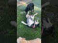 Josefina video