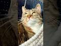 These Cats Will Heal Your Stress 🐾 #cute